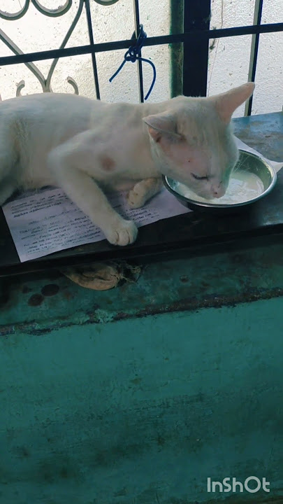 இவனுங்க பஞ்சாயத்து பெரும் சண்டை 😄#trending #cat #funnypets #petvideos #catvideos #funny #comedy