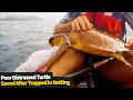 Sea kayakers rescue poor turtle in distress | Sea turtle trapped in fishing net