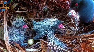 Wide-open tiny beaks: Baby birds showing their hunger