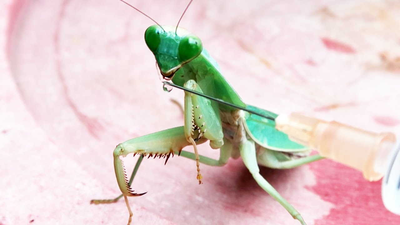 THỬ CHO CON BỌ NGỰA UỐNG DIỆU VÀ CÁI KẾT - YouTube