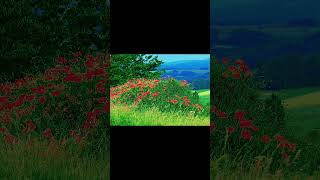 New Bangla Notun Gan #trending #ytshorts #viral #love #banglasong #gaan