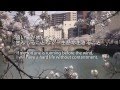 Cherry Trees in Full Bloom