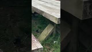 Broody Hen And Chicks