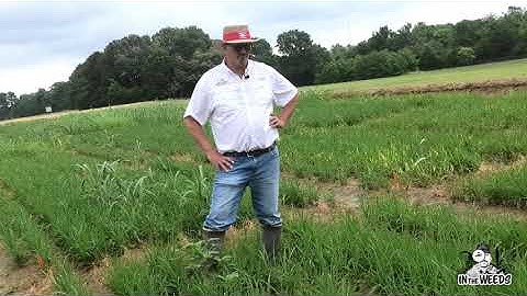 Putting Together a Weed Management Program in Row Rice - In the Weeds