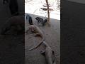 Several pigs attack a Komodo dragon