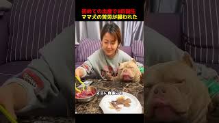 初めての出産で8匹誕生 、ママ犬の苦労が報われた！#shorts   #動物 #ペット