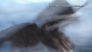 Eagle with camera flies over Alps glaciers