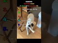 SCARING DOGS🐕🤣 LIKE IS A LITTLE PAW BUTTON