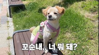 [Vlog] 꼬순내에 왜 중독되는가? 강아지가 인간의 뇌🧠에 미치는 영향