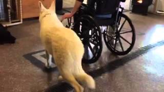 Behavior Modification On A Very Shy Eight Month Old German Shepherd