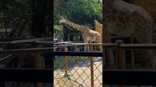 Jerapah Kebun Binatang Surabaya #abunnadekfamily #kebunbinatang #kbs #kebunbinatangsurabaya #zoo