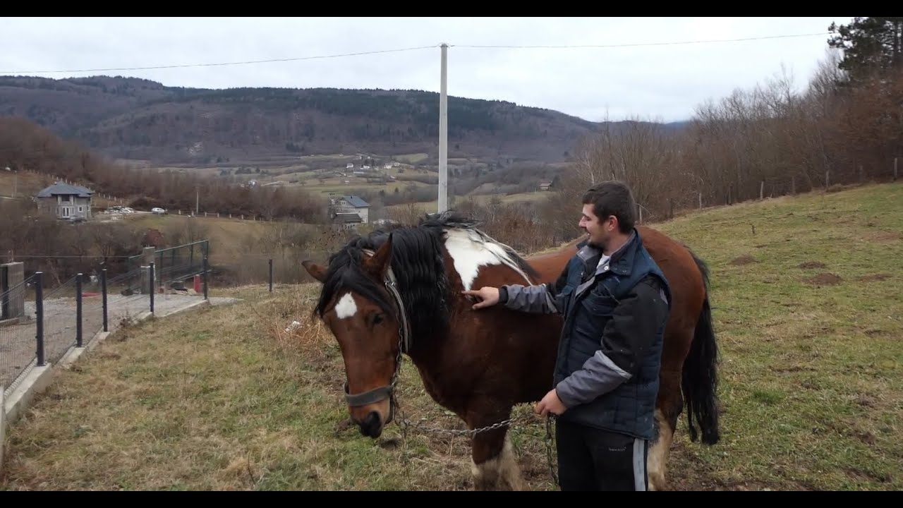 Nevjerovatno Konj sa Kartom BOSNE na Tjelu i Pletenice Koje su mu Vile Plele.