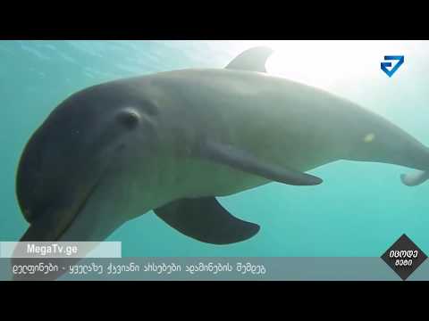 ვიდეო: დელფინი - თევზია თუ არა?