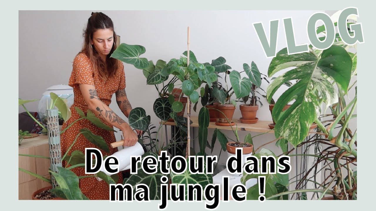Rempotage, apport en engrais & ma reco livre ! #dailyvlog