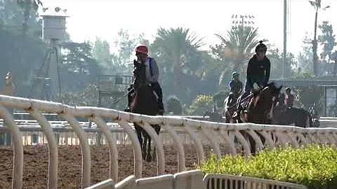 Racing Club fillies breezing