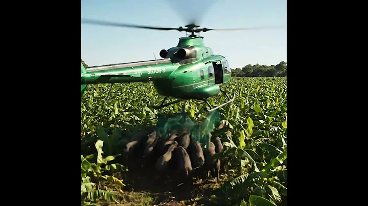 Helicopter capture wild boars that destroy crops #villagelife #farmlife #rural #Helicopter 59