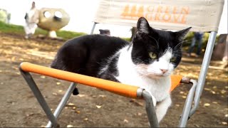 撮影中の主演猫に密着！ 映画『猫なんかよんでもこない。』撮影メイキング映像：オトナ編