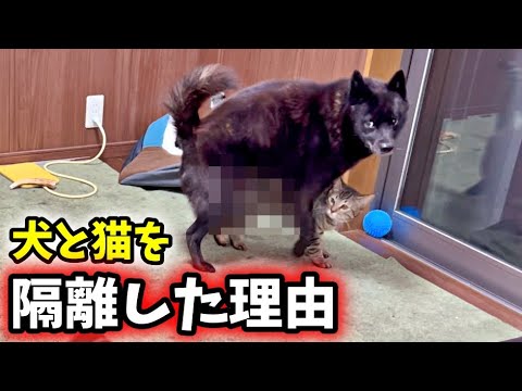 犬と猫を隔離した理由がこちら【避妊手術】