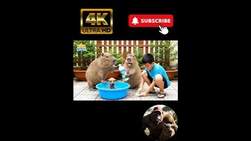 Capy và anh bin tắm chó bằng nước tẩy và cái kết 🤣 #viral #shorts