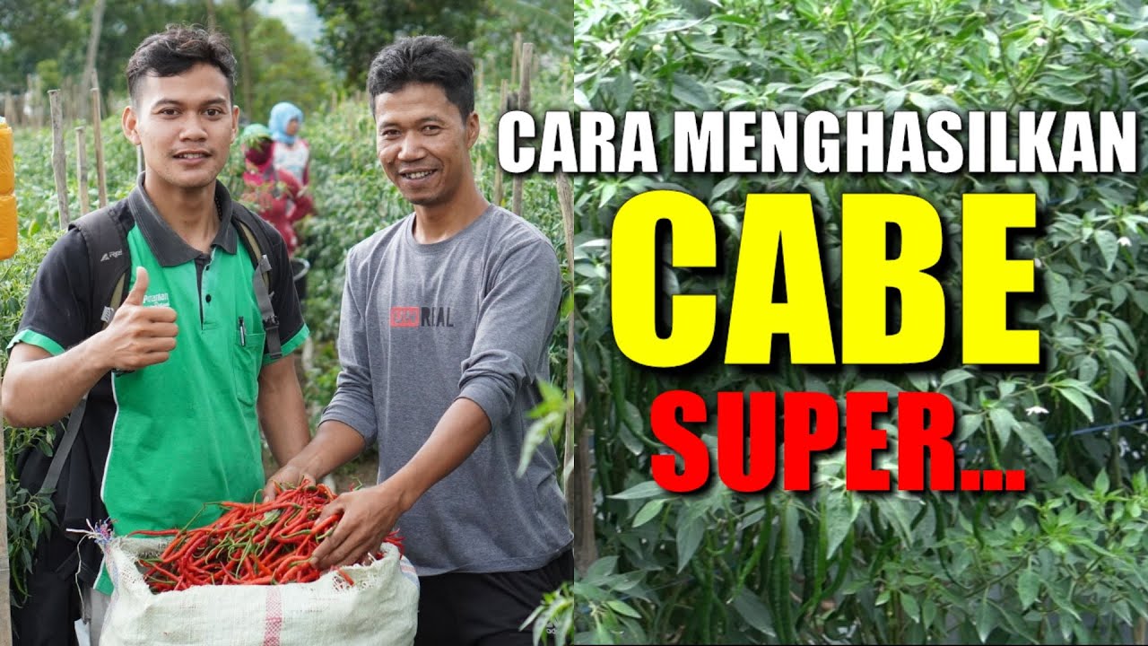 Rahasia Menanam Cabe Merah Keriting Berbuah Lebat | Cara Menanam Cabe