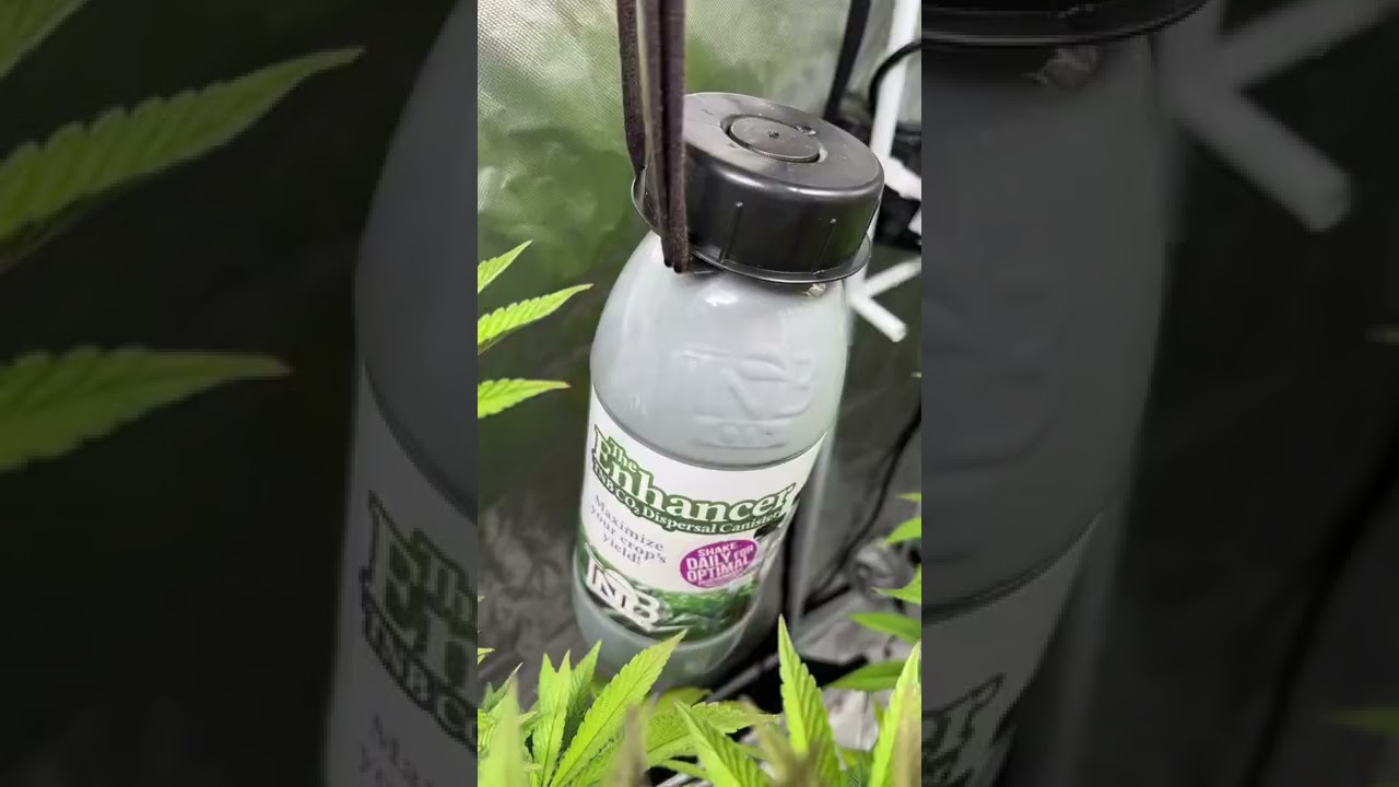 716nugsFlower Tent. NFSHEEEESH; day 36Mando; day 31Genetics @solfiregardens2019 Co2 @tnbnaturals