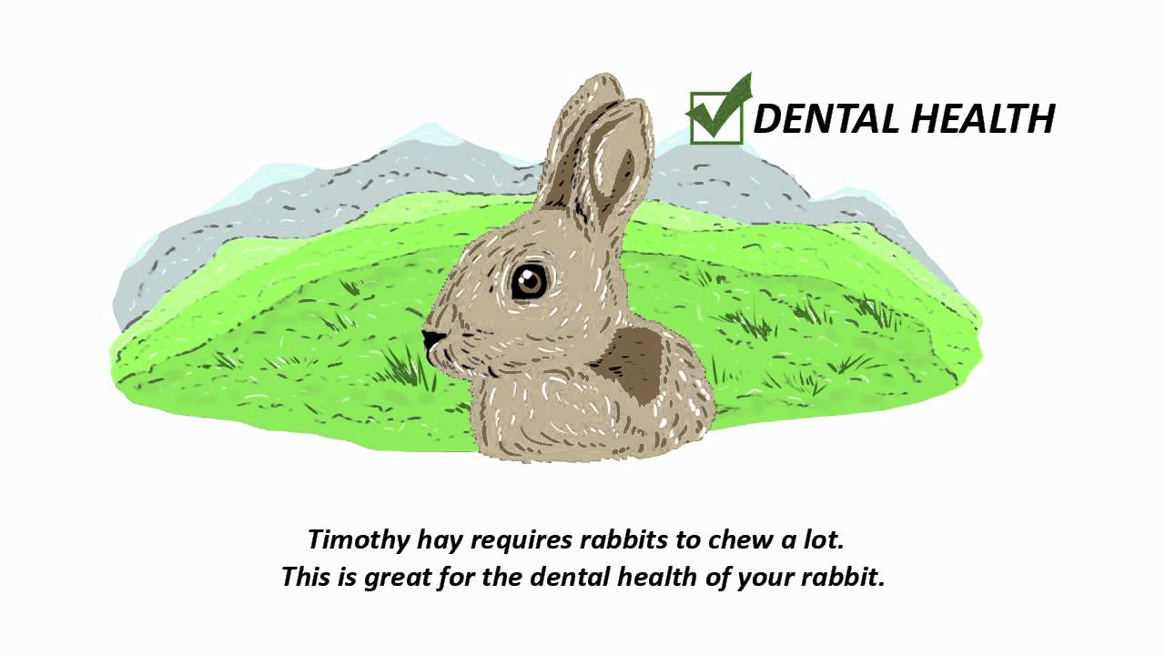 Timothy Hay for Rabbits YouTube