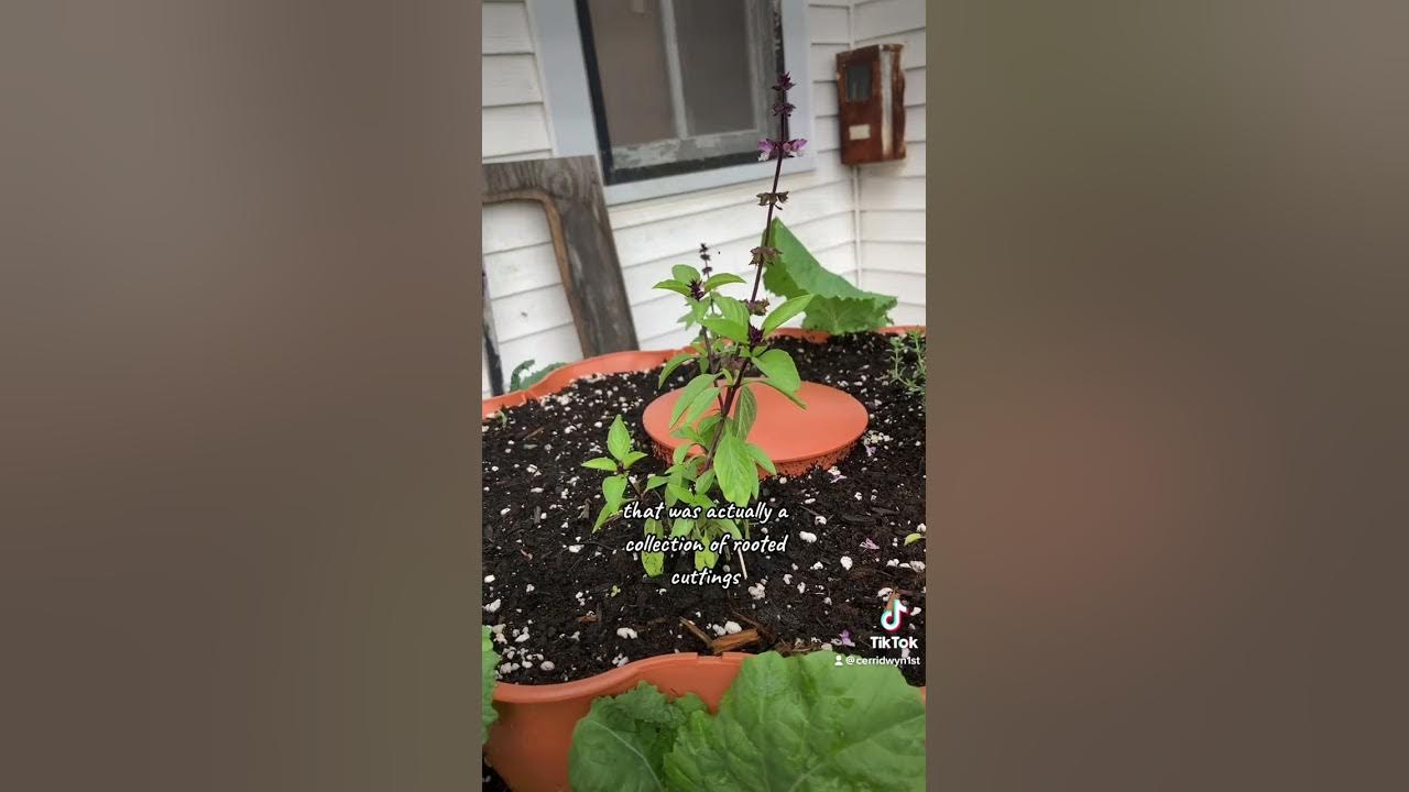 Buying seeds and plants with EBT YouTube