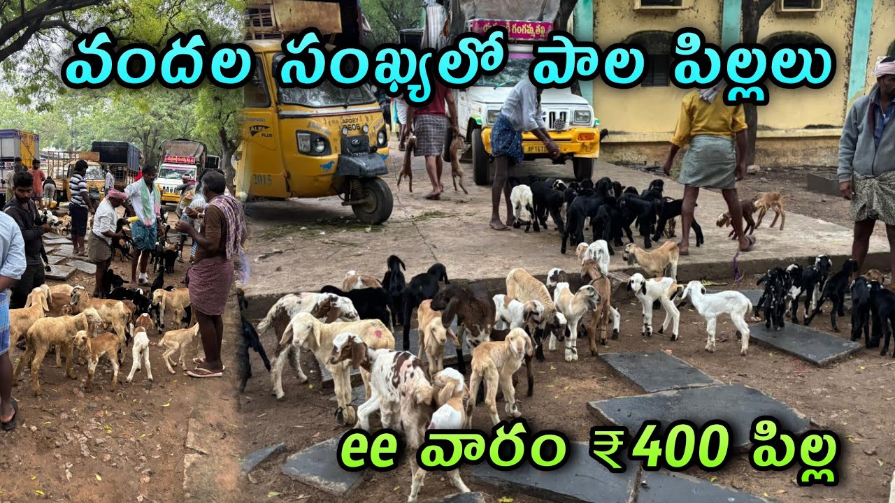 వందల సంఖ్యలో పాల పిలలు#kadirimarket #కదిరిసంత #goatfarming #milkgoats