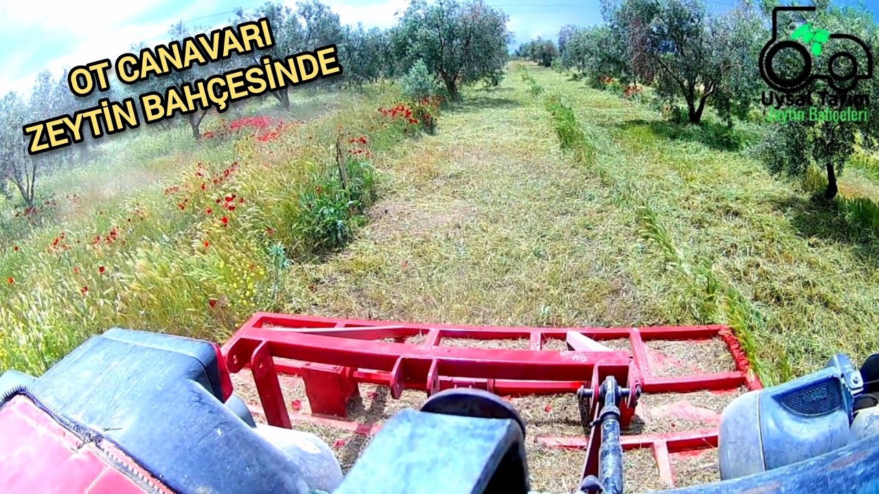 Yeni Ot Canavarı ile ilk Test Çalışması // Zeytin Otu Biçiyoruz - Malçlama //  Gür Otlarla Mücadele