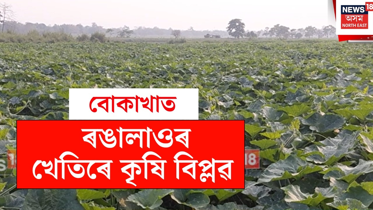 Bokakhat News | বোকাখাত ৰঙালাওৰ খেতিৰে কৃষি বিপ্লৱ, প্ৰায় ৬০০ কৃষকৰ কঁপালৰ ঘাম যেন সোণ হৈ পৰিছে