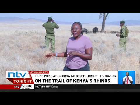 World Rhino Day: Unarmed rangers play vital role in protecting Kenya’s growing rhino population