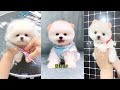 Tik Tok Chó phốc sóc mini Funny and Cute Pomeranian Videos #6