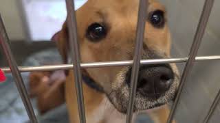 Acs A819429 A819435