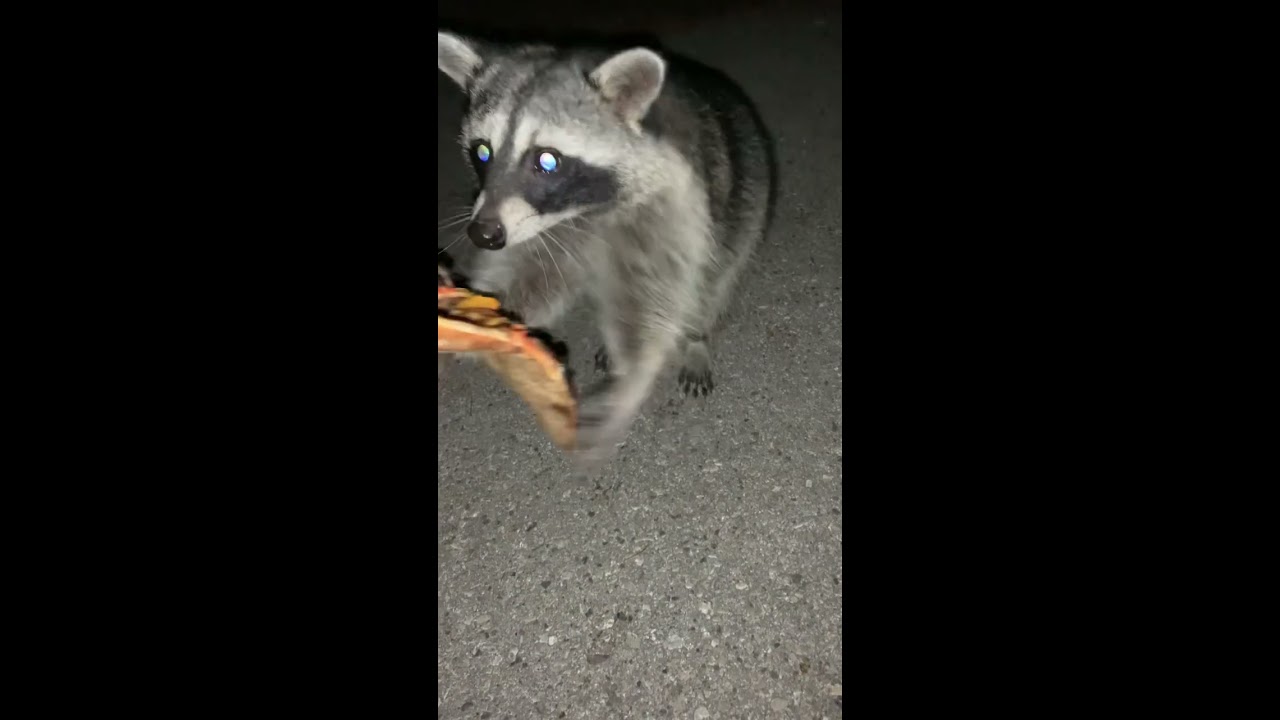Raccoon STEALS My PIZZA Animals Shorts