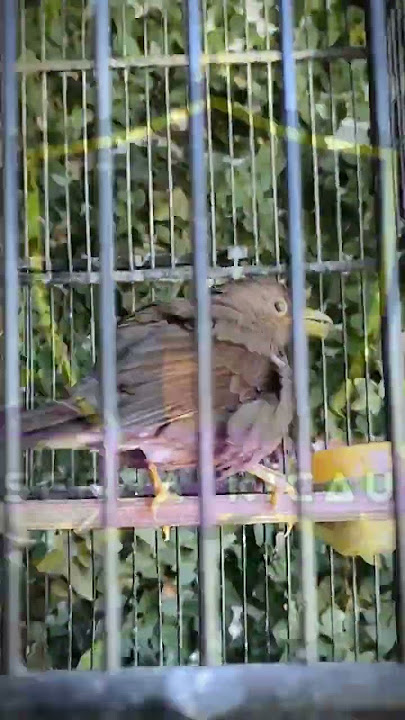 JALAK LAWU KERASUKAN JENGOT#cungkokgacor #kapastembak #kapastembakgacor #cucakjenggotgacor #jalak