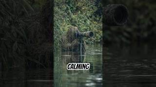 A Calming Presence In Nature  Blackwinged Stilthimantopus Himantopus nikonp900 nikonfm2