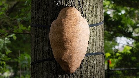 CAFKA.21: Jane Tingley, Foresta-Inclusive