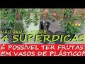 TOP 4 Dicas Para Produzir Frutas em Vasos de Plástico Pequenos !