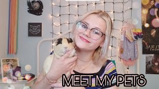 Meet ALL of My Pets!!! | RABBITS, LEOPARD GECKOS, BETTAS AND MORE|