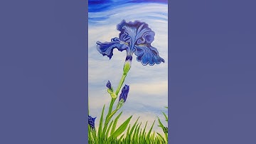 Blue Bearded Iris