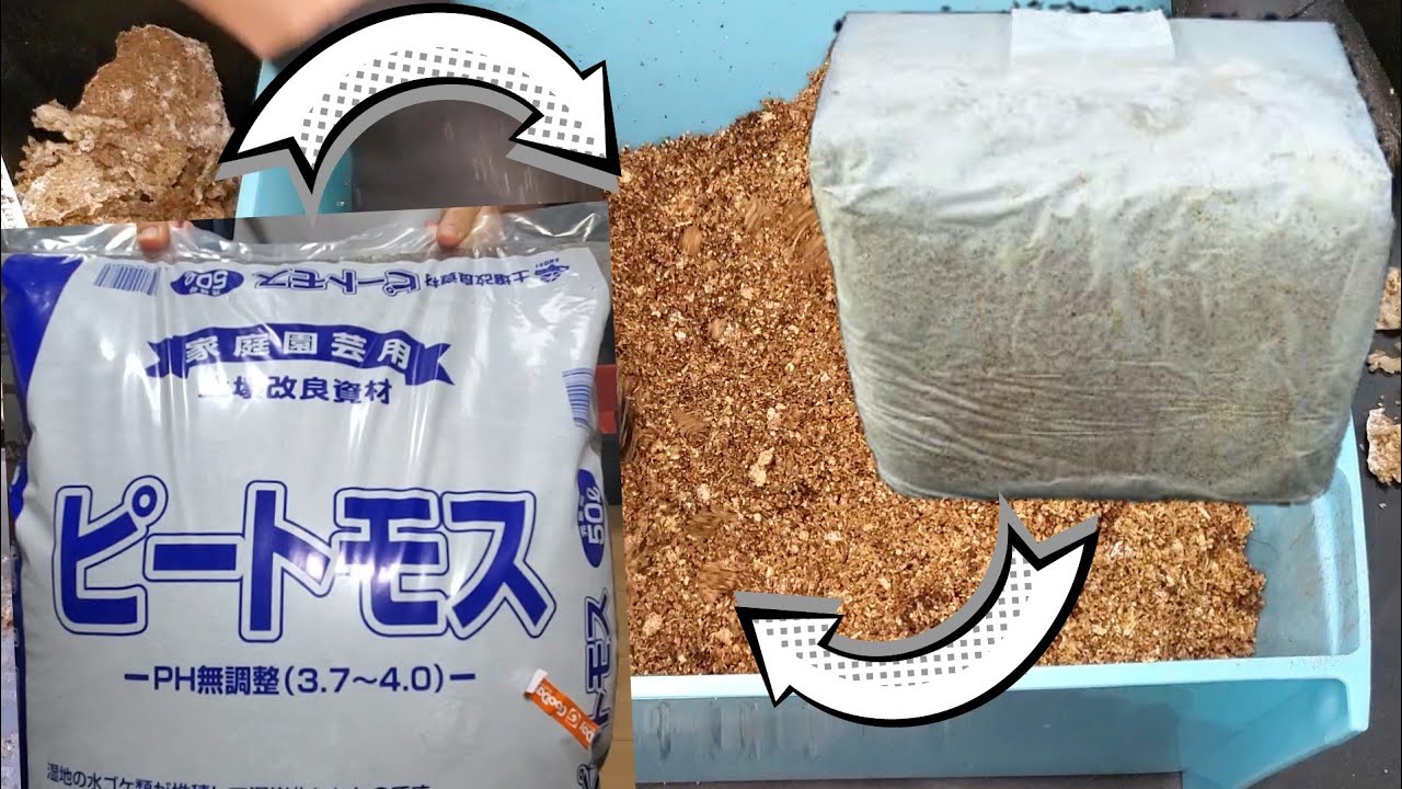 菌糸にピートモスを混ぜると…？【無限菌糸プロジェクト】