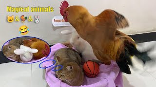 Wow!😺The kitten tamed the rooster and the rabbit and made them live in harmony! 😂 Cute animal videos