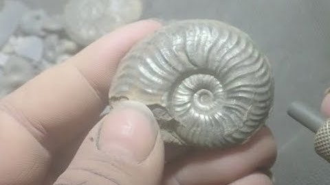 Cotteswoldia  Sandblasting with iron powder pyrit fossils from jurassic