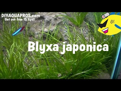 Blyxa Japonica Plant Care - How To Grow Blyxa Japonica