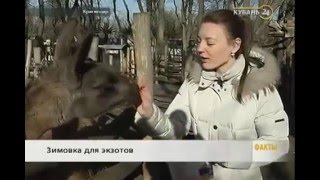 Кубань24 посетили Краснодарский зоопарк &quot;Сафари-парк&quot;.