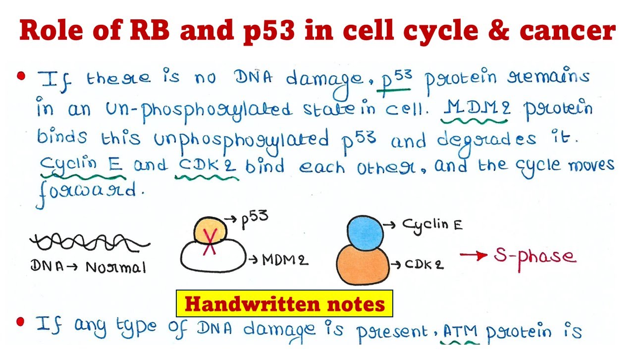 Role of Retinoblastoma (RB) and p53 in cell cycle and cancer ...