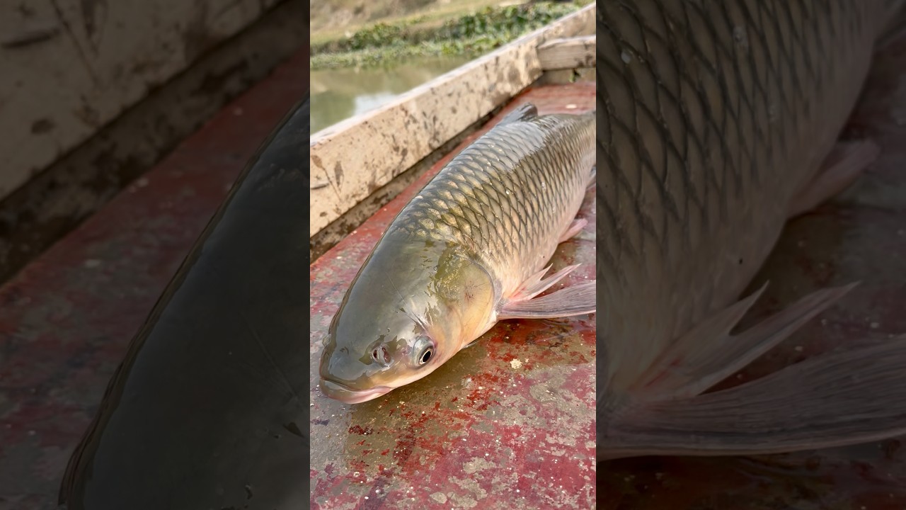 🐠 Biggest Fish Catch of The Day Amazing Fish Story! 