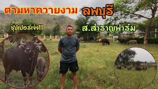 ตามหาควายงาม ส.สำราญฟาร์ม จ่าต้น ลพบุรี จ้าวซุปเปอร์เจ๋ง ฟาร์มนี้มีทีเด็ด ลูกสวยใหญ่