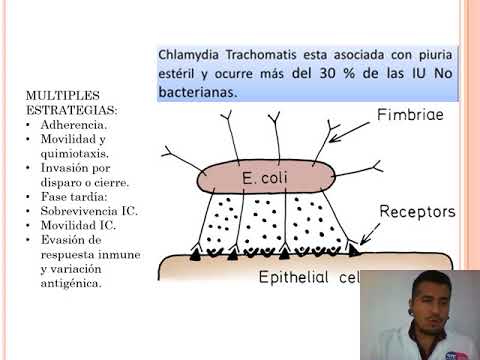 IVU Y EMBARAZO 2021