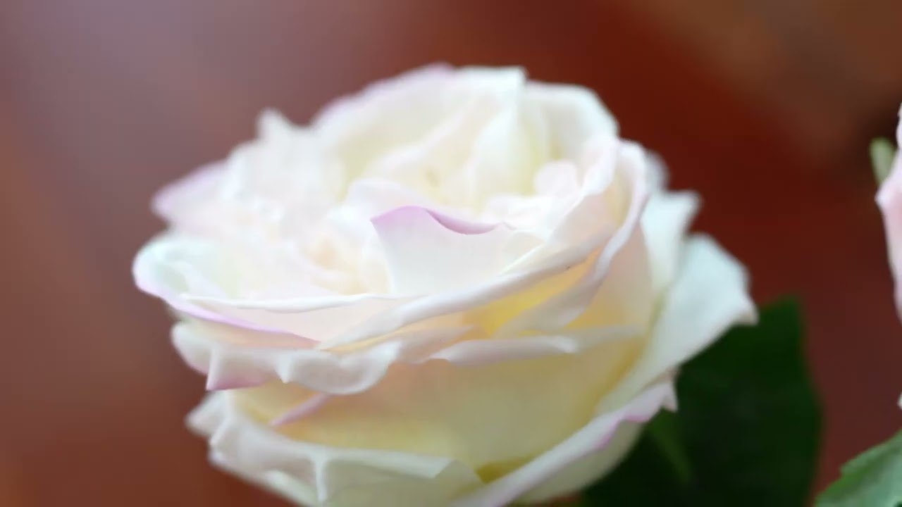 WILD WORKS Austin Roses Unboxing and Display